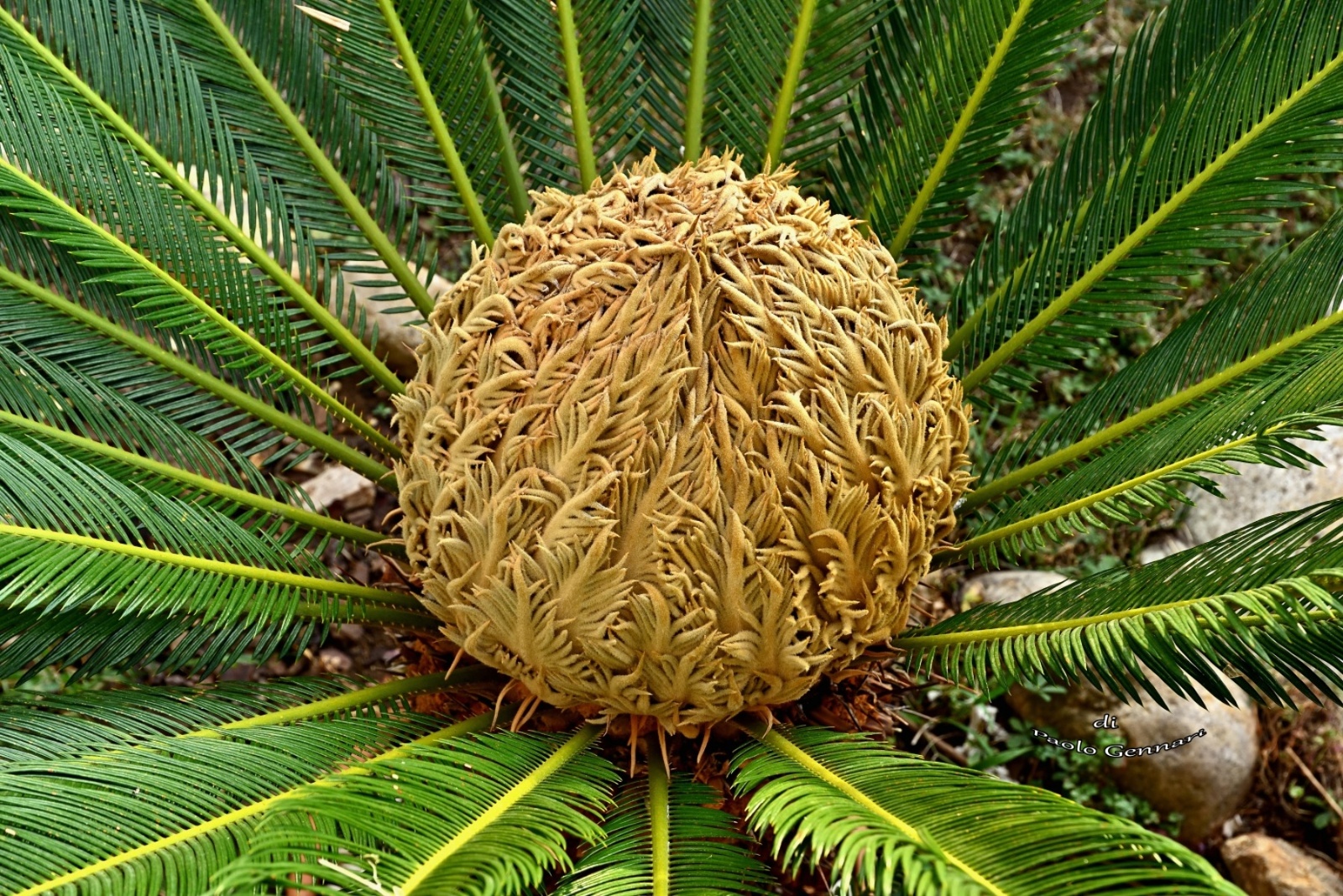 Il fiore della Cycas 2