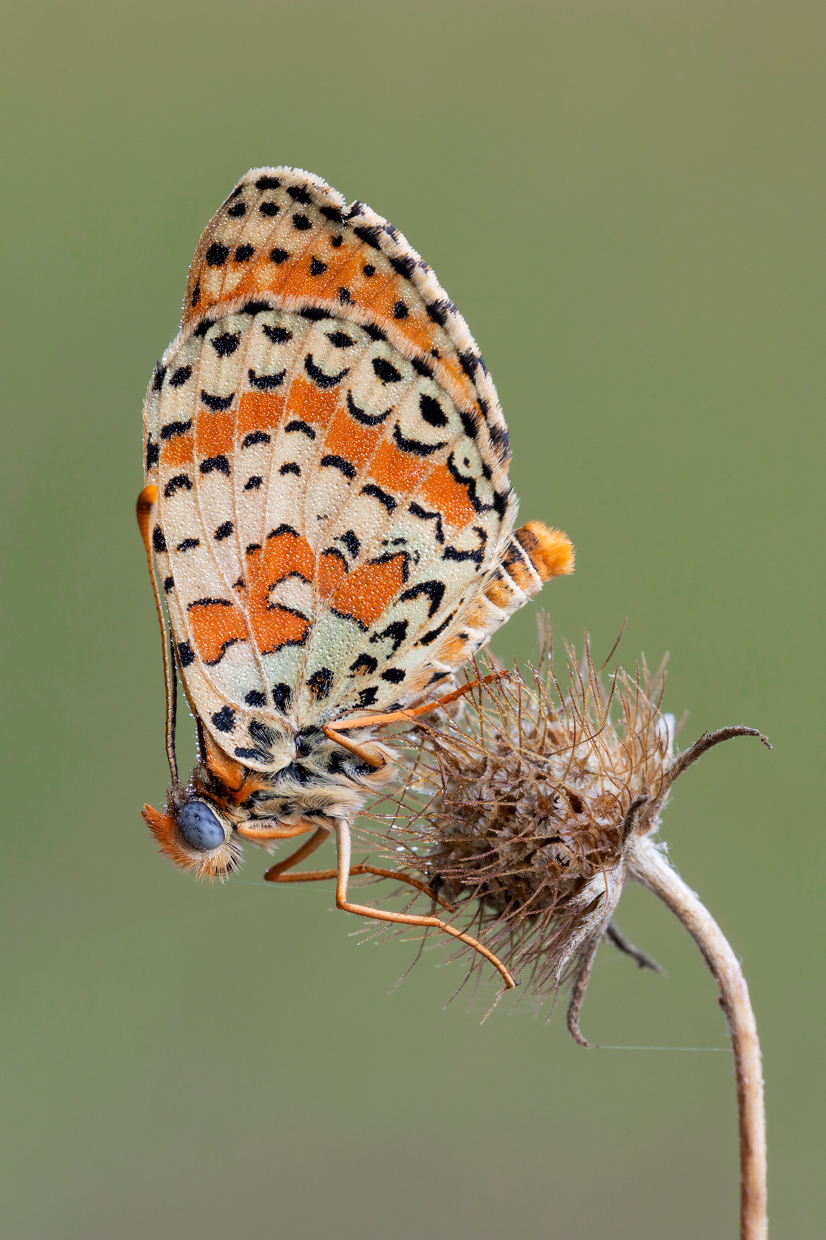Melitaea didyma