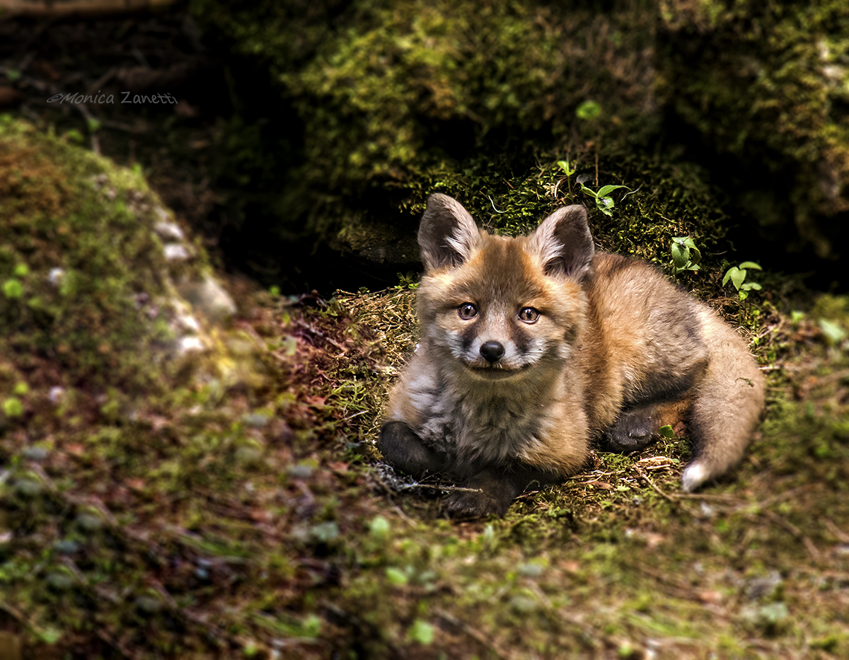 Quando un volpino ti sorride