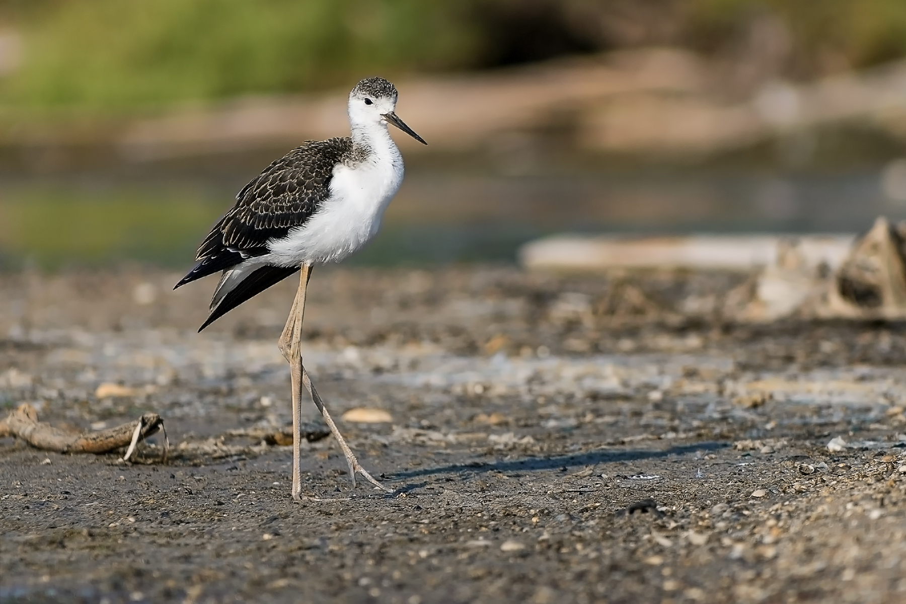 Pullo di Cavaliere d'Italia