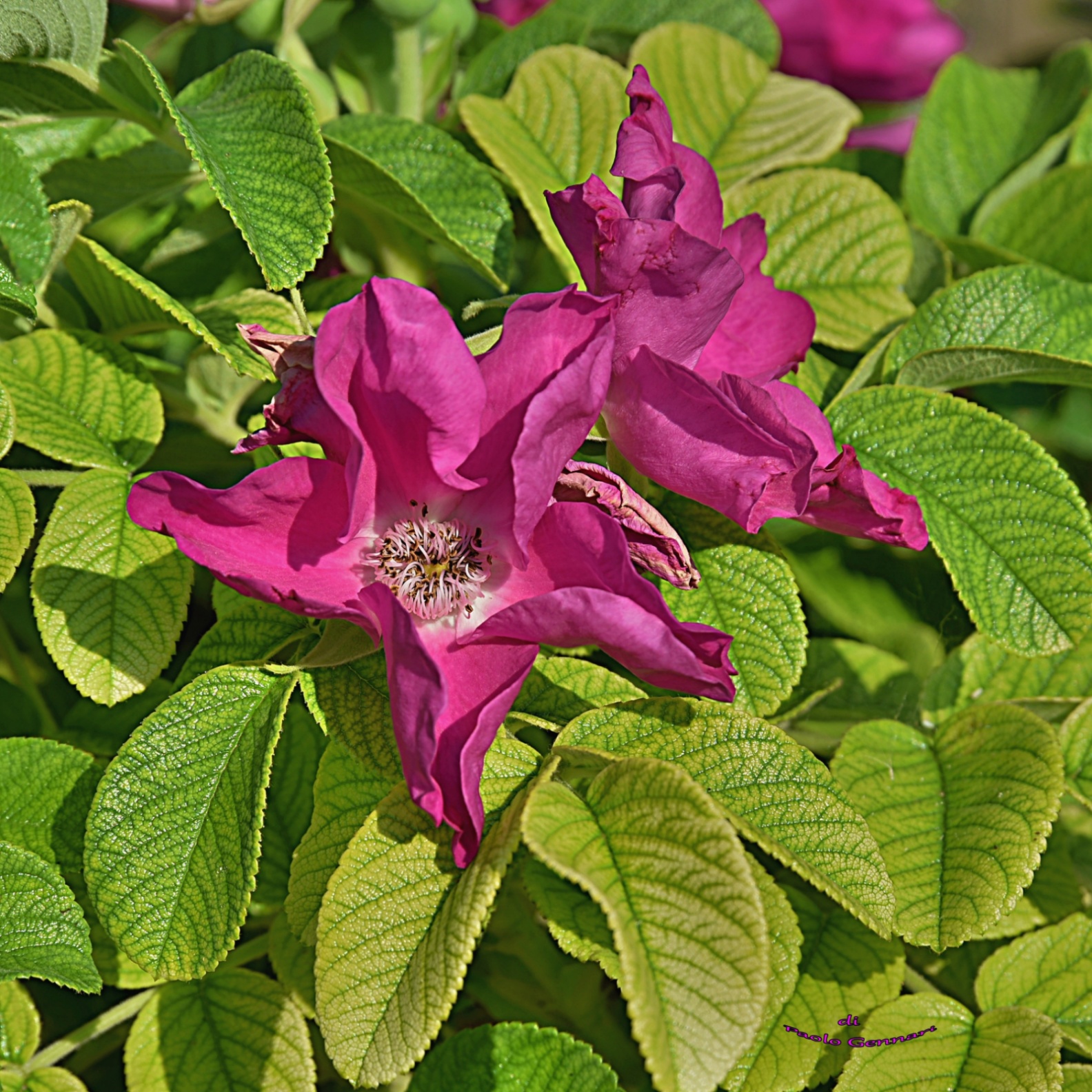 Rosa 4