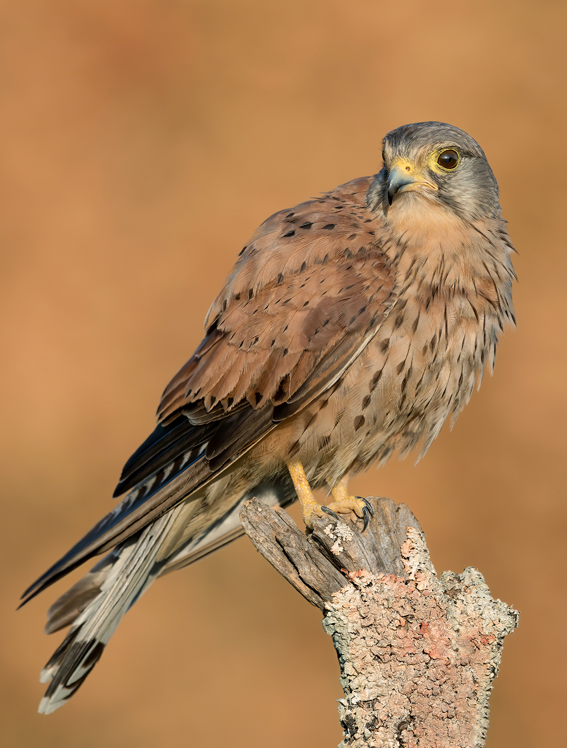 il mio nome e' GIGETTO....