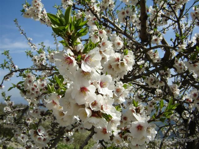 Mandorlo in fiore