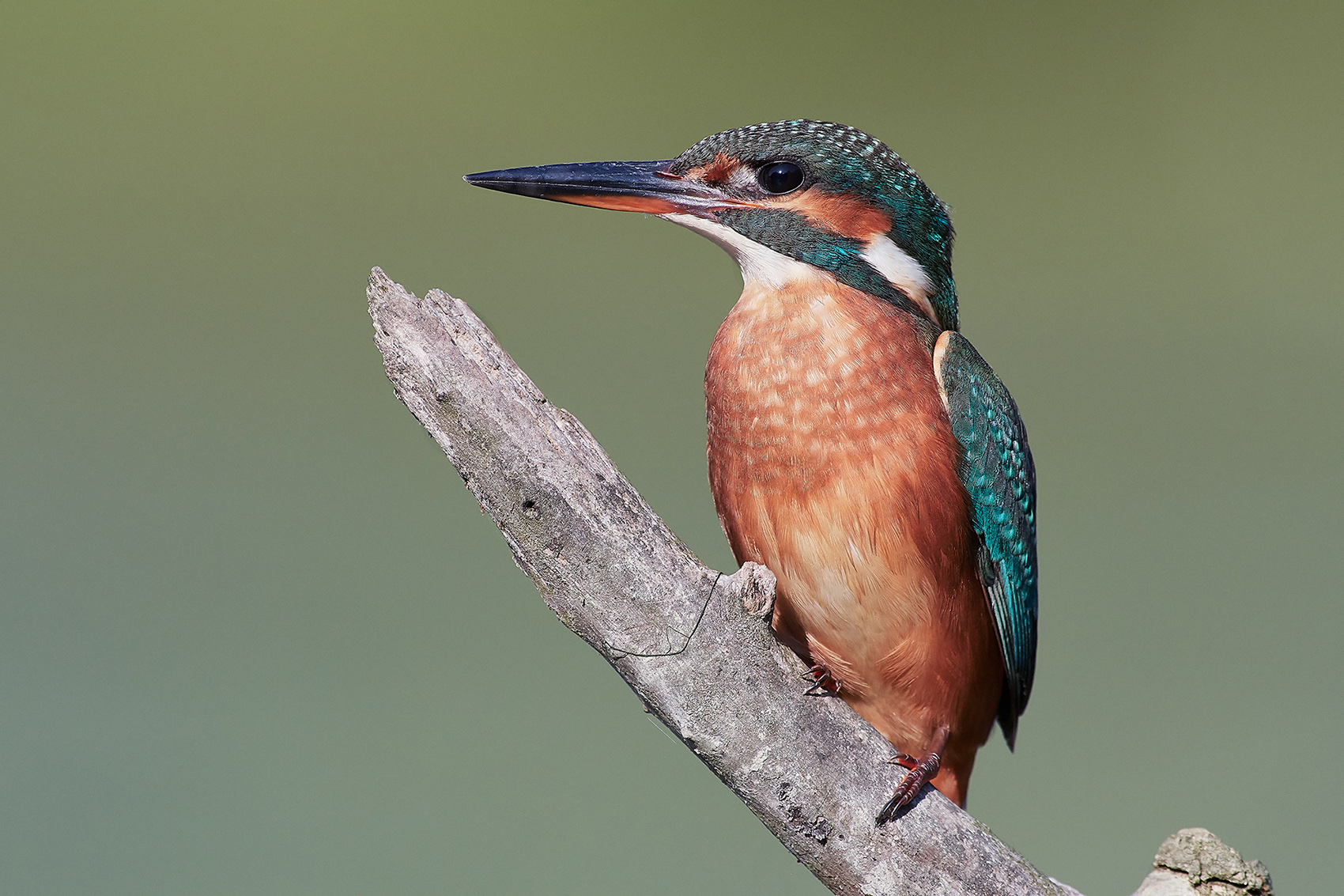 Kingfisher