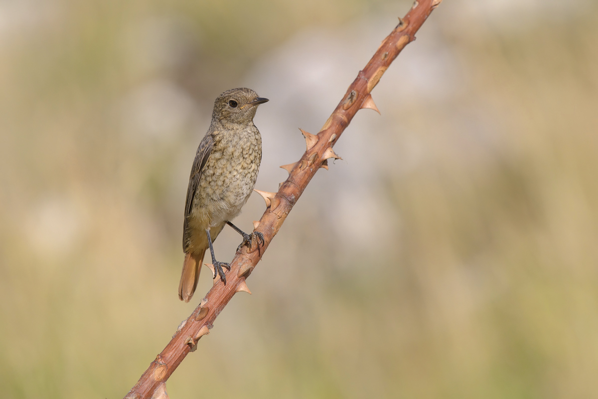 Codirosso (Phoenicurus phoenicurus)