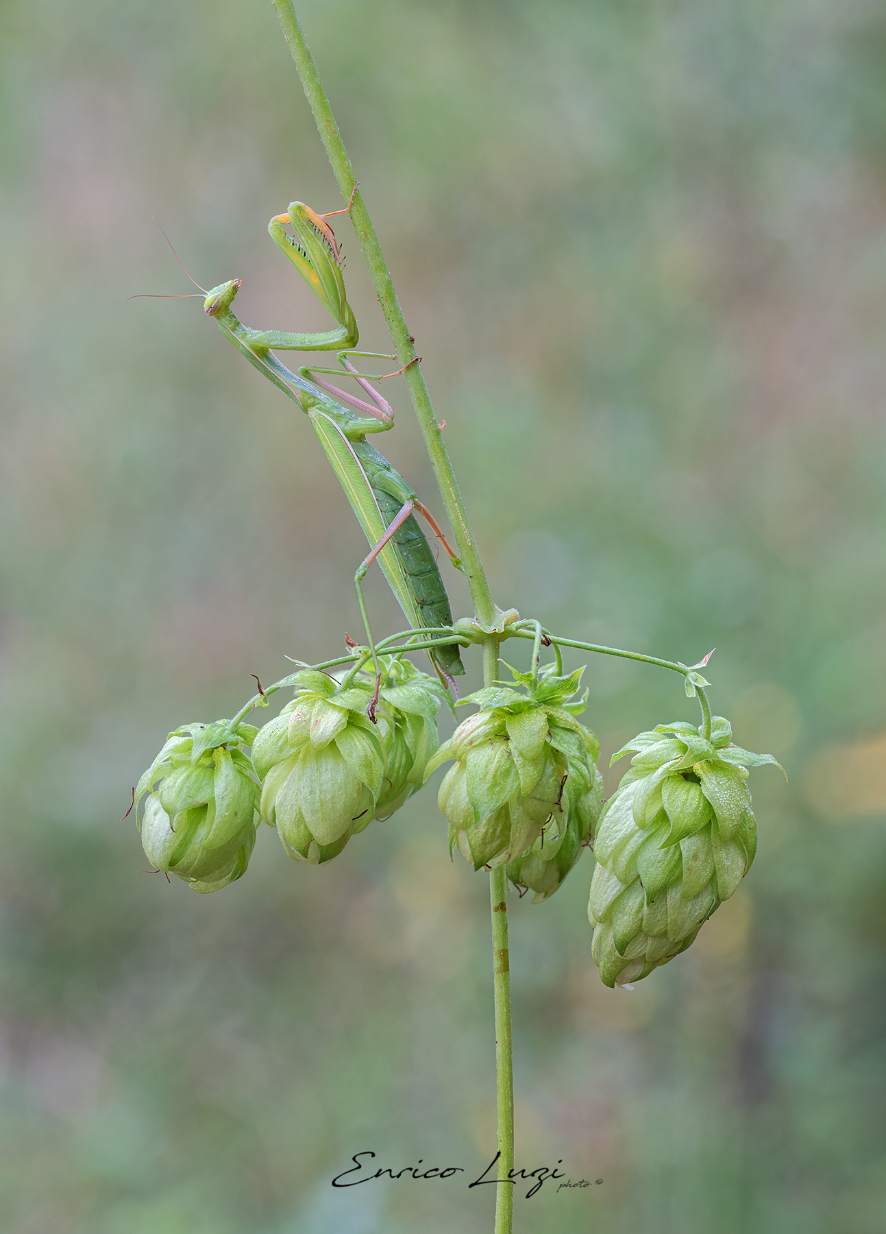 Mantis Religiosa (Linneaus, 1758)