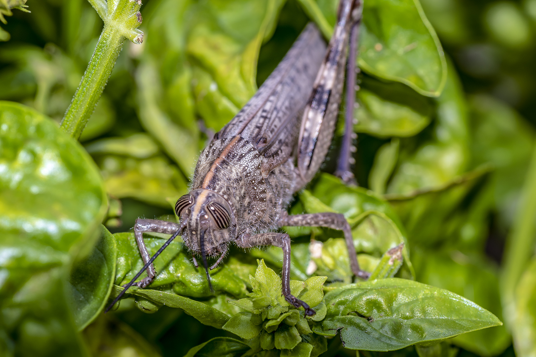 Locusta Anacridium aegyptium...zoppa