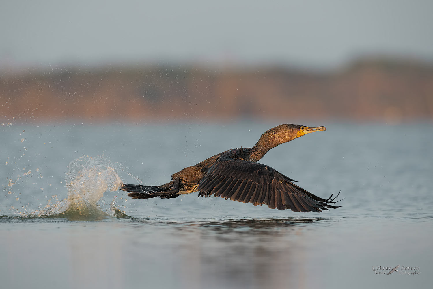 Cormorano-allo-stacco_DSC1891