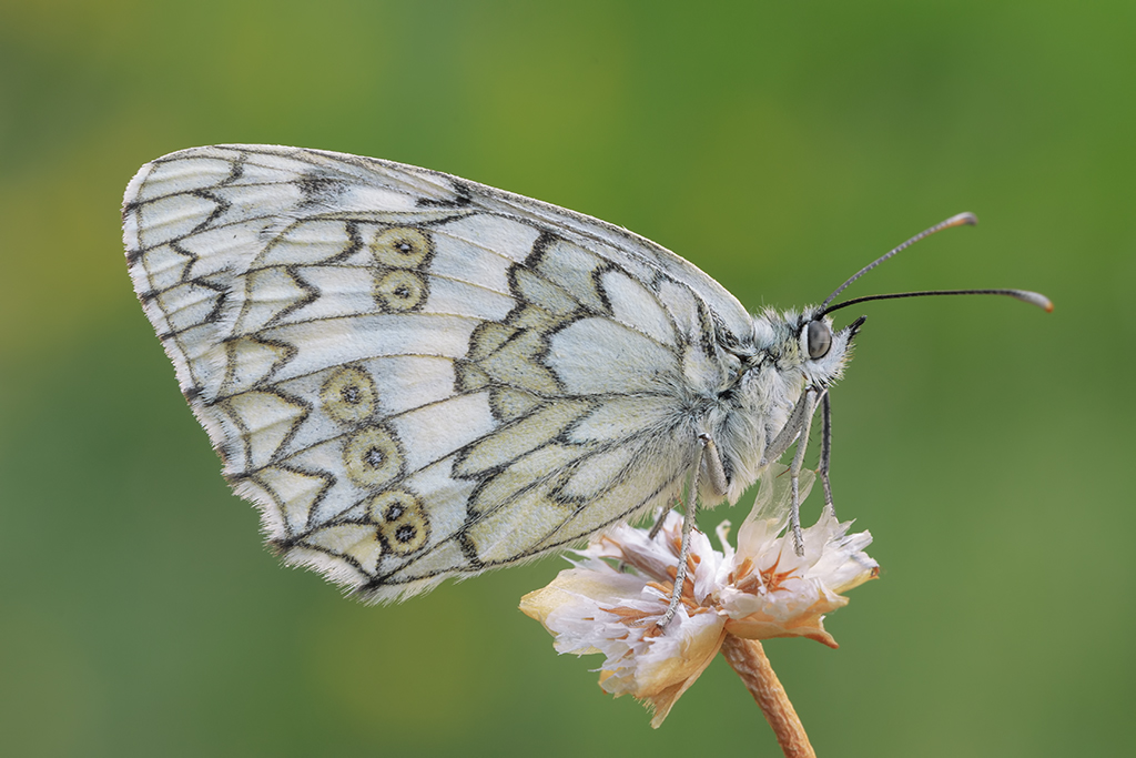 Melanargia russiae