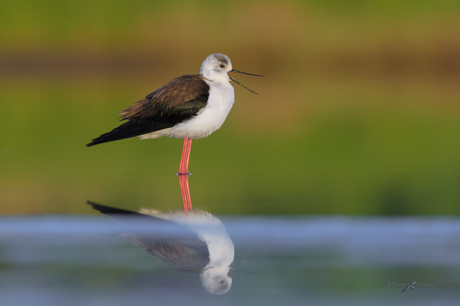 Lo-strillone_DSC4584