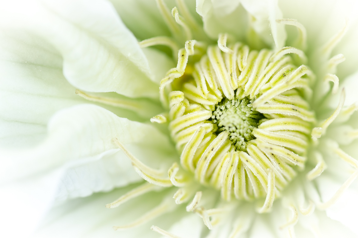 Clematis Shirayukihime...