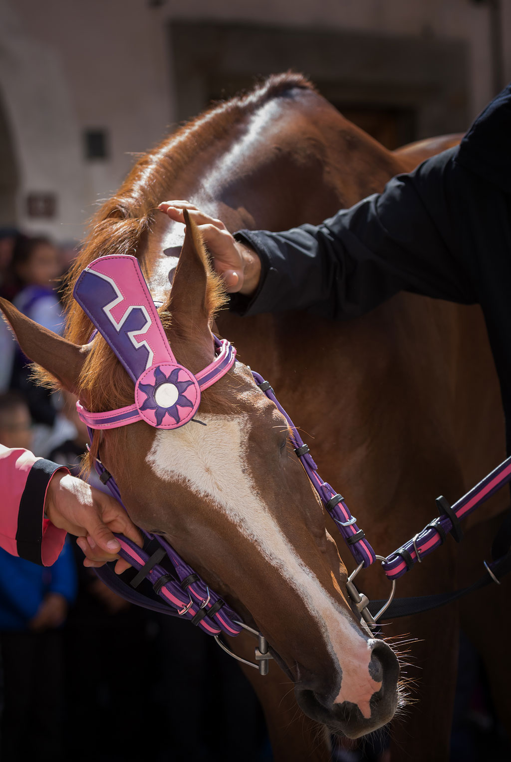 Il cavallo vincente