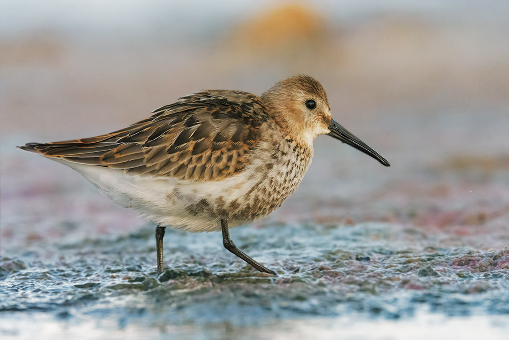 Piovanello pancianera