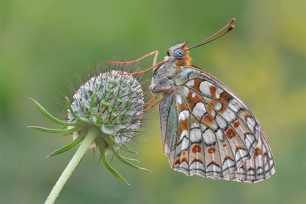 Argynnis niobe