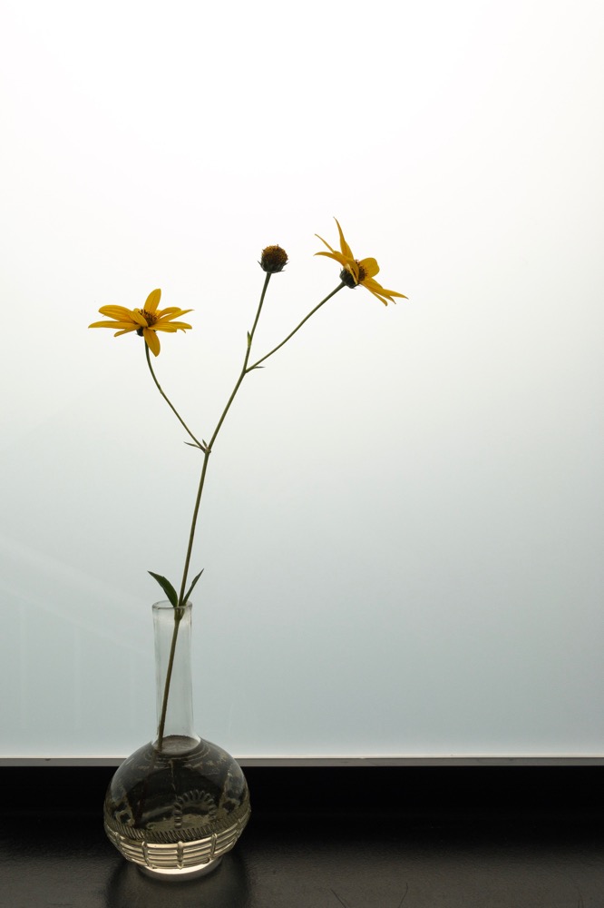 Helianthus tuberosus