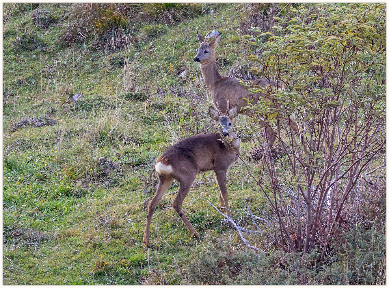 Giovani maschi di capriolo
