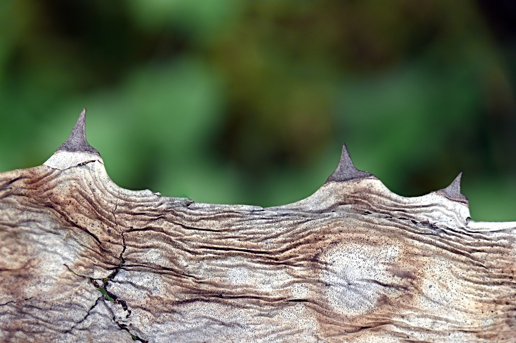 *** Le tre cime di Lavaredo ***