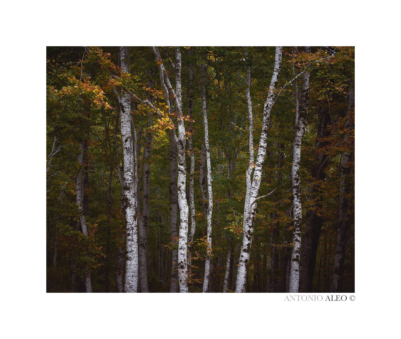 Walking in the woods