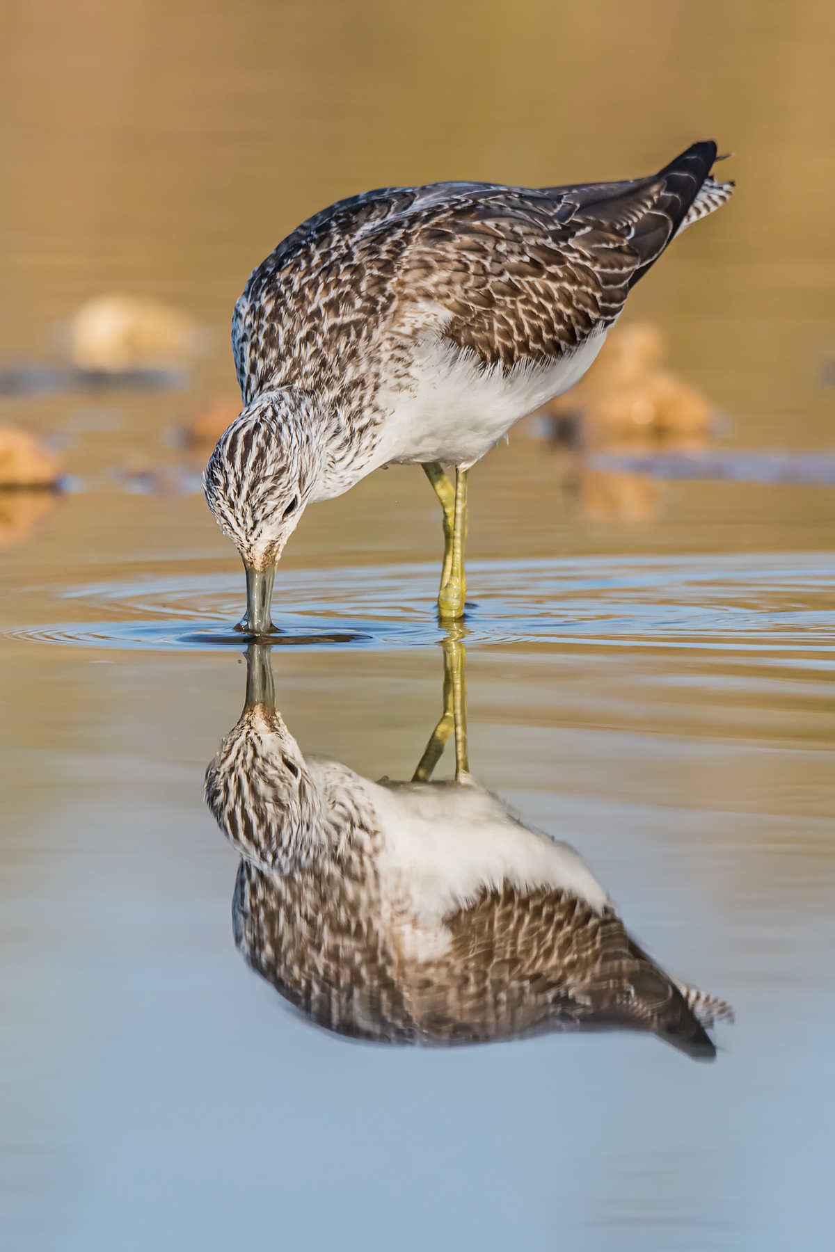 Contest n� 425 Free4U