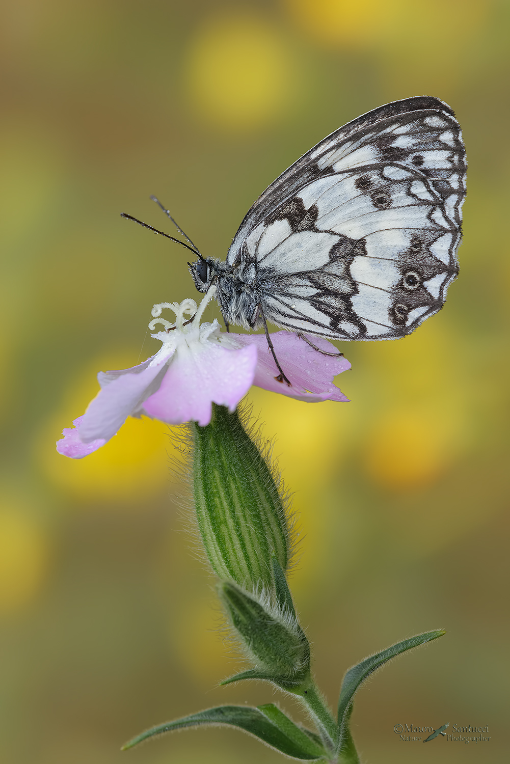 Melanargia-galathea_DSC8188