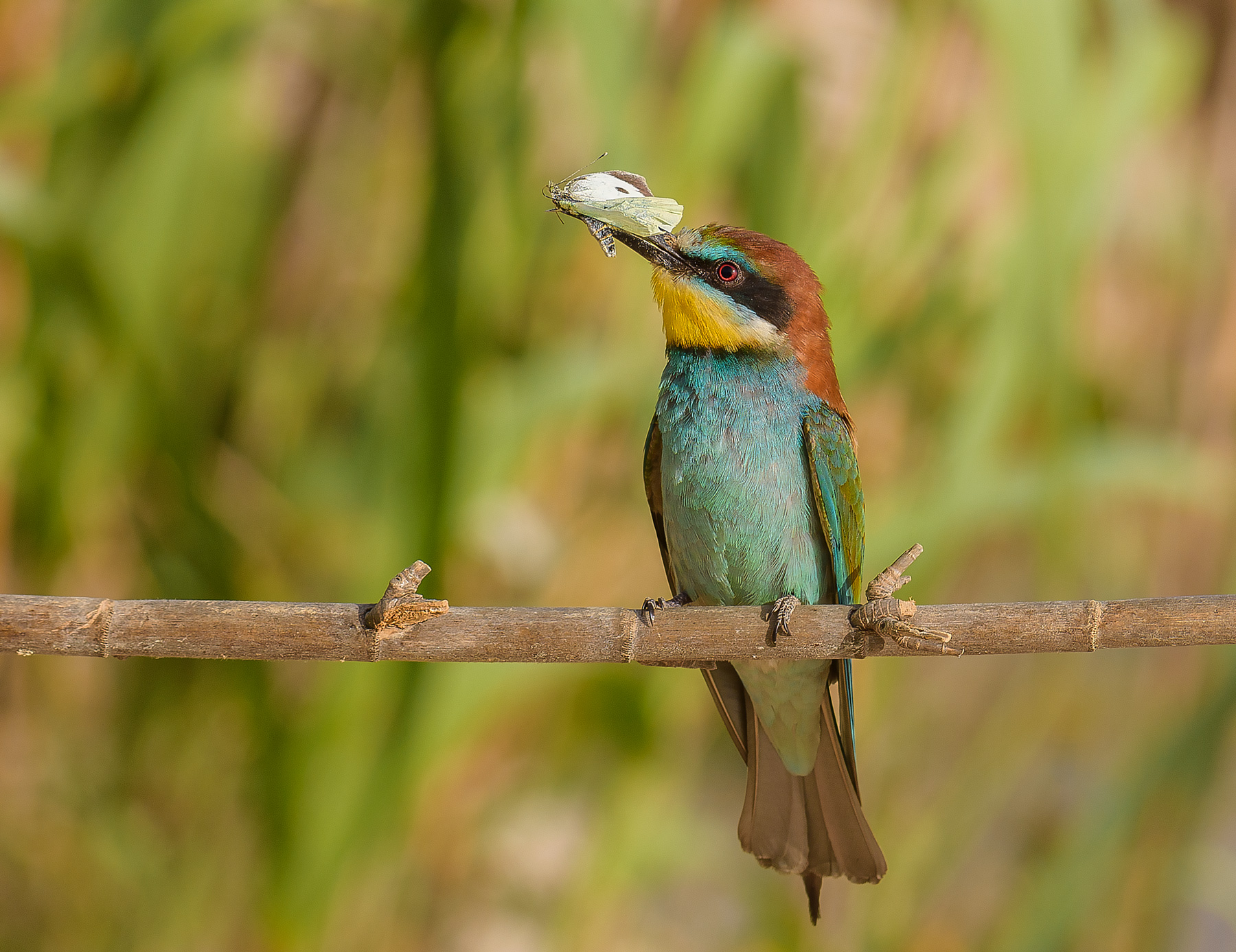 Il Gruccione e la Farfalla.