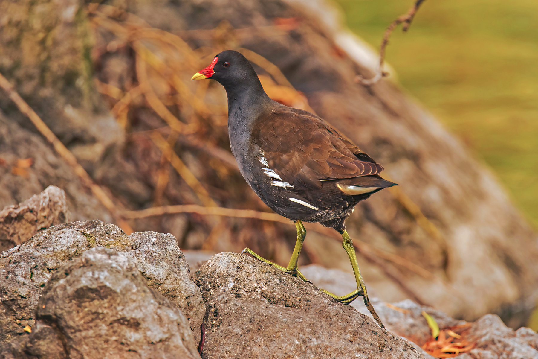 Gallinella d'acqua....montanara