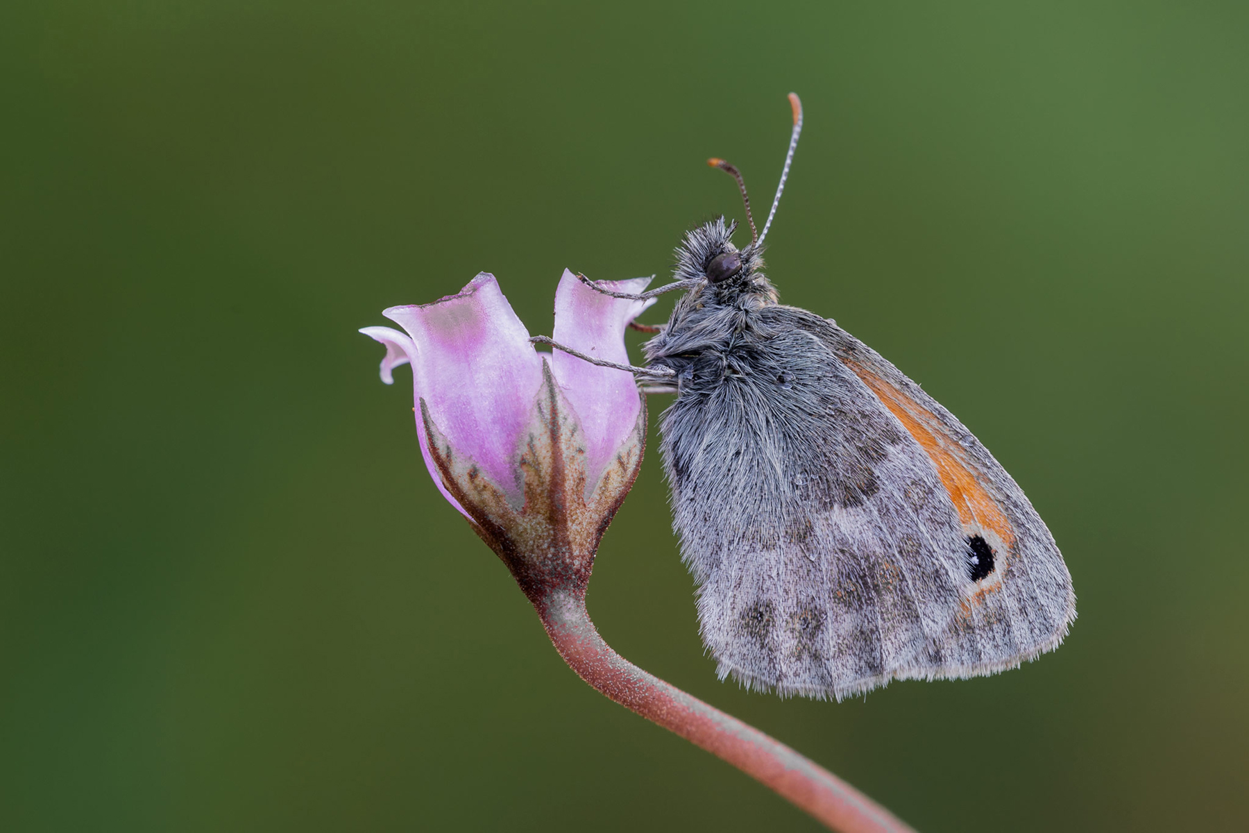 Coenonympha pamphilius