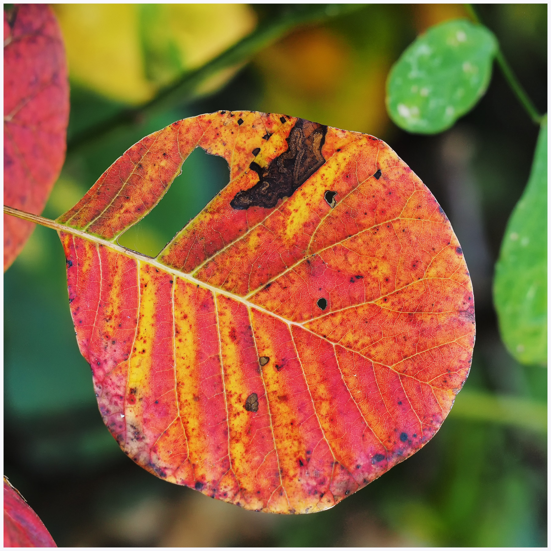 tra le foglie d'autunno