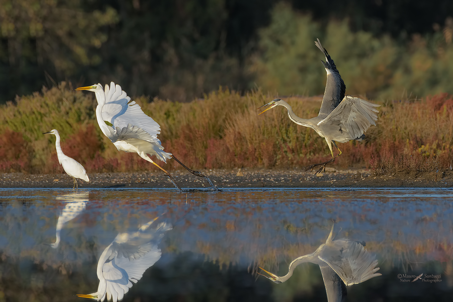 Cenerino-vs-Bianco-Maggiore_DSC2521