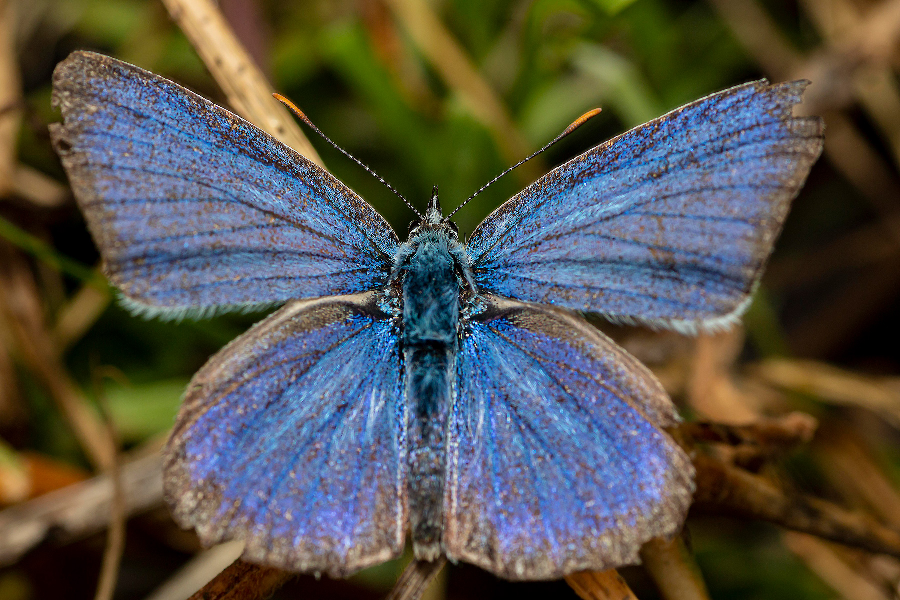 il silenzio degli innocenti