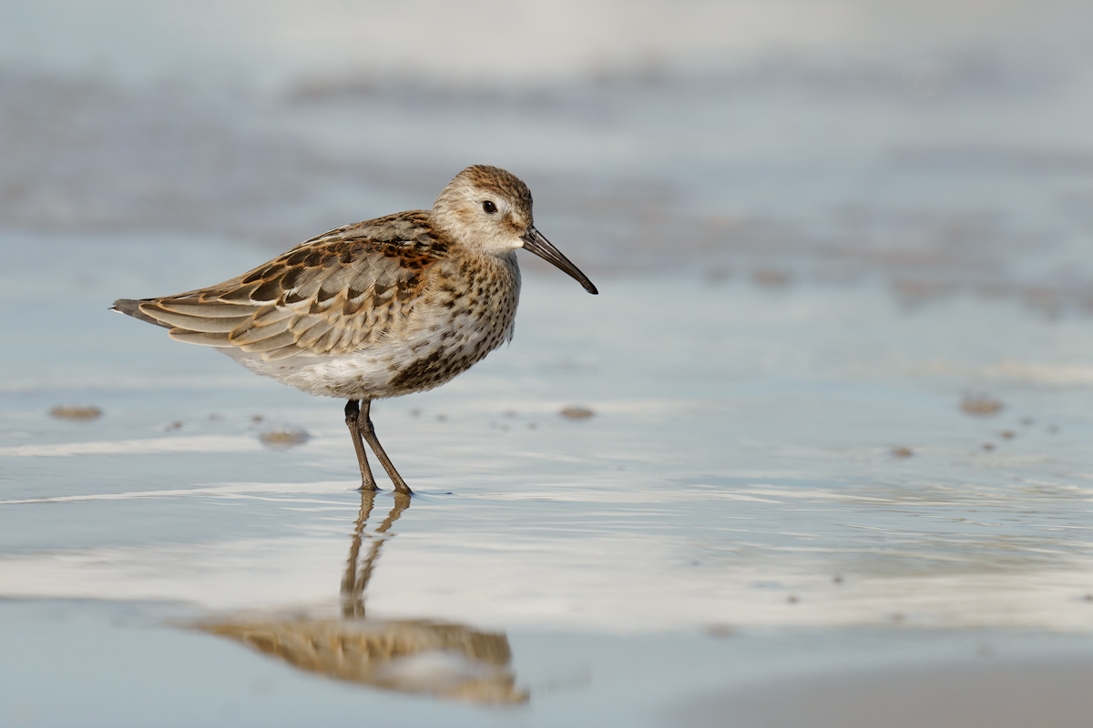 Piovanello pancianera (Calidris alpina)