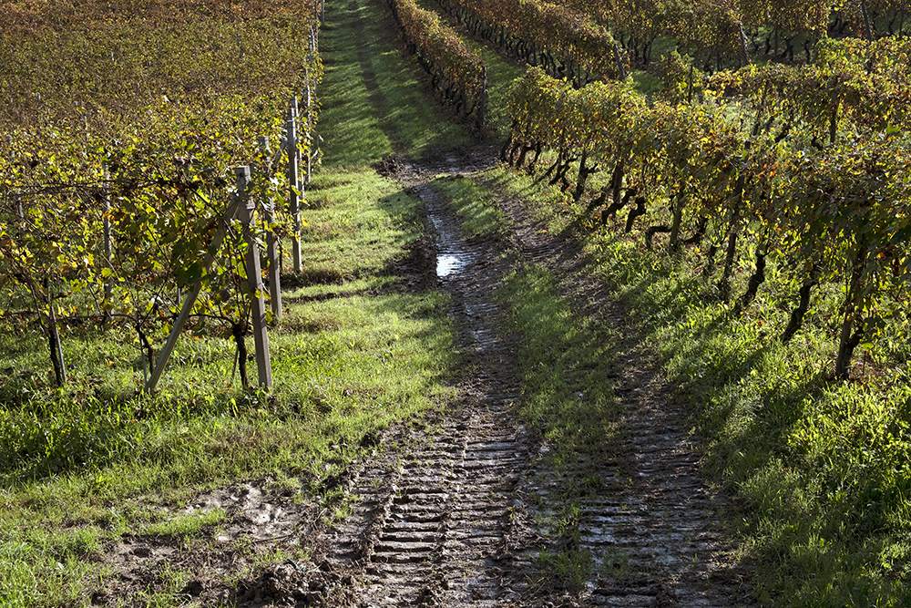 Langhe Ottobre 2019