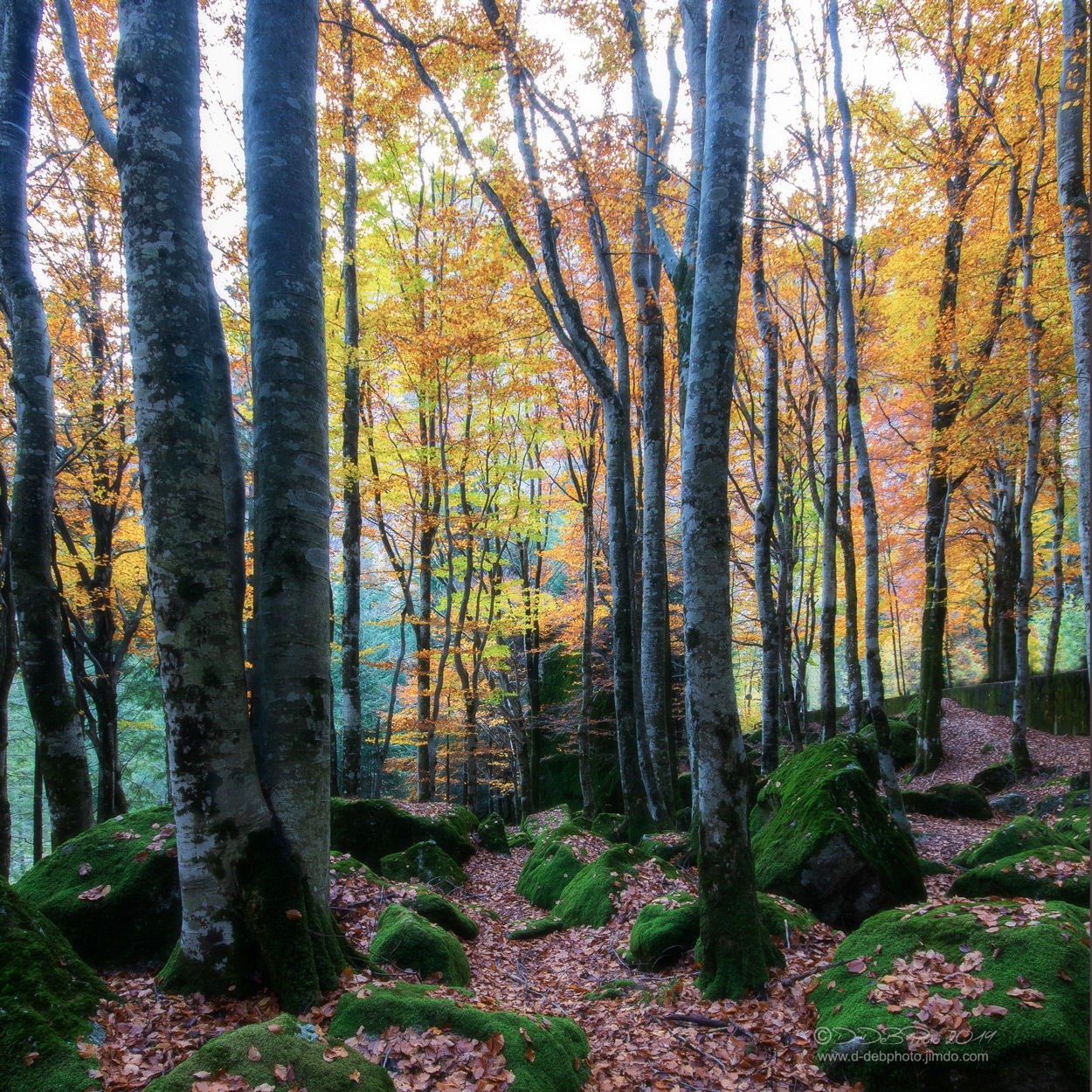 Il bosco delle fate 2