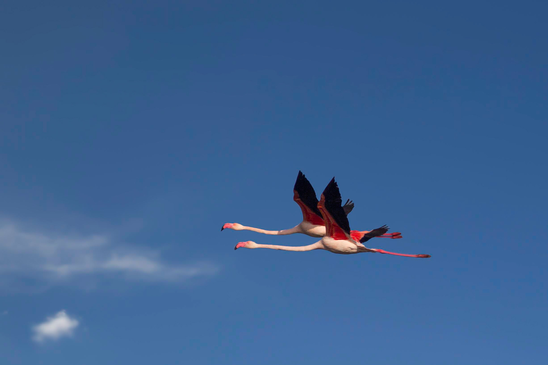 Fenicotteri sui cieli di Comacchio