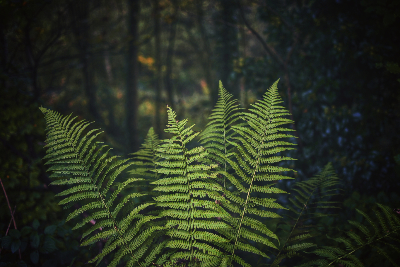 Light in the darkness