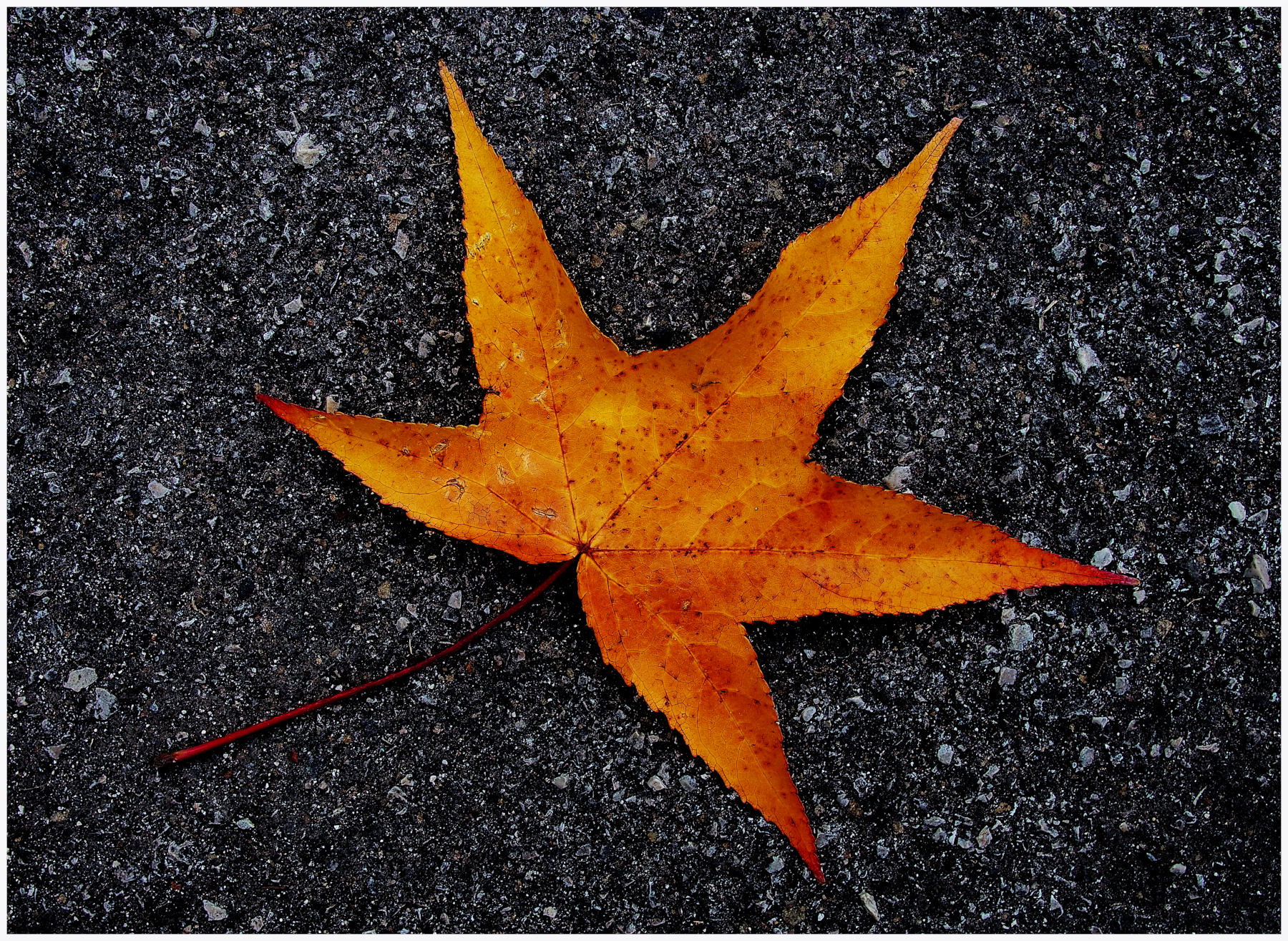 autunno sull'asfalto