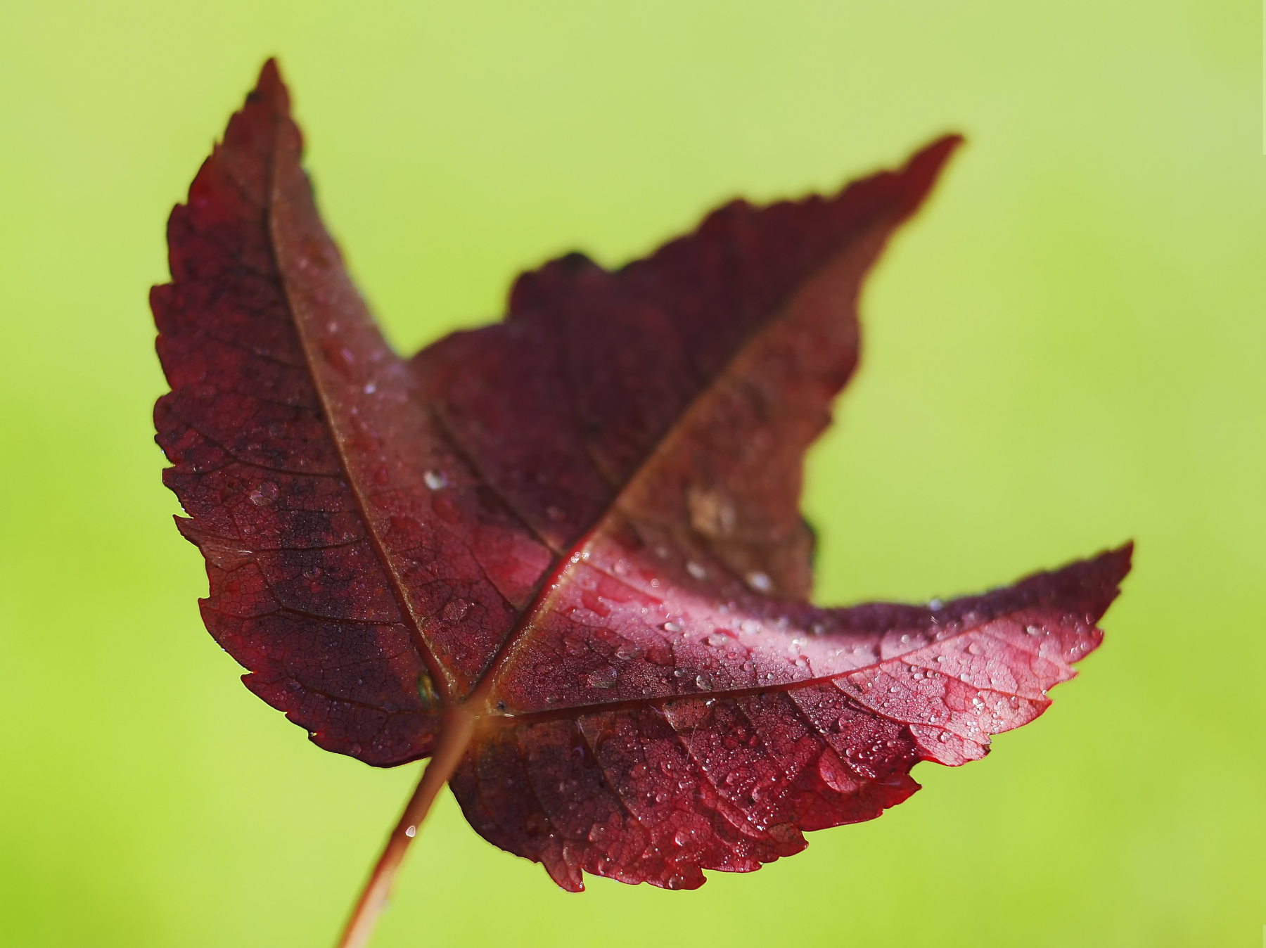 Gocce su foglia autunnale