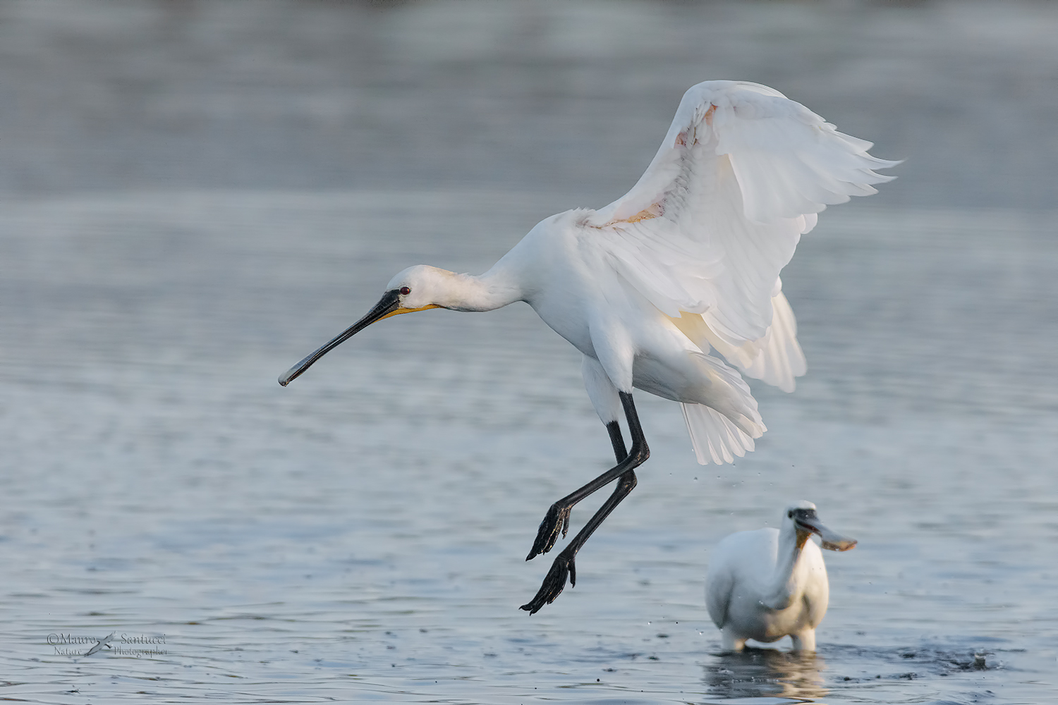 Spatola-in-arrivo_DSC1254