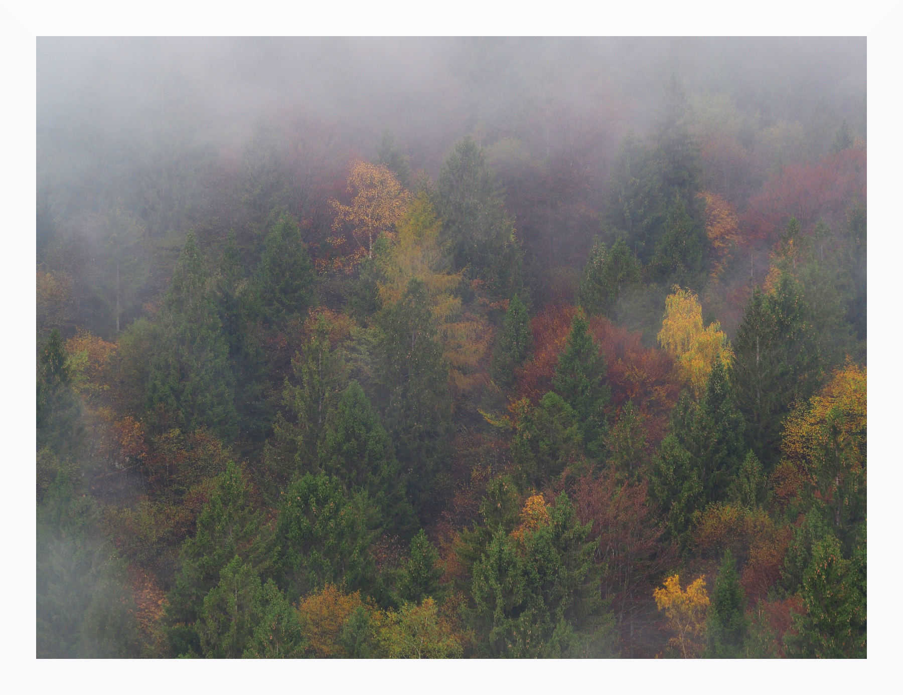 nebbie e colori d'autunno