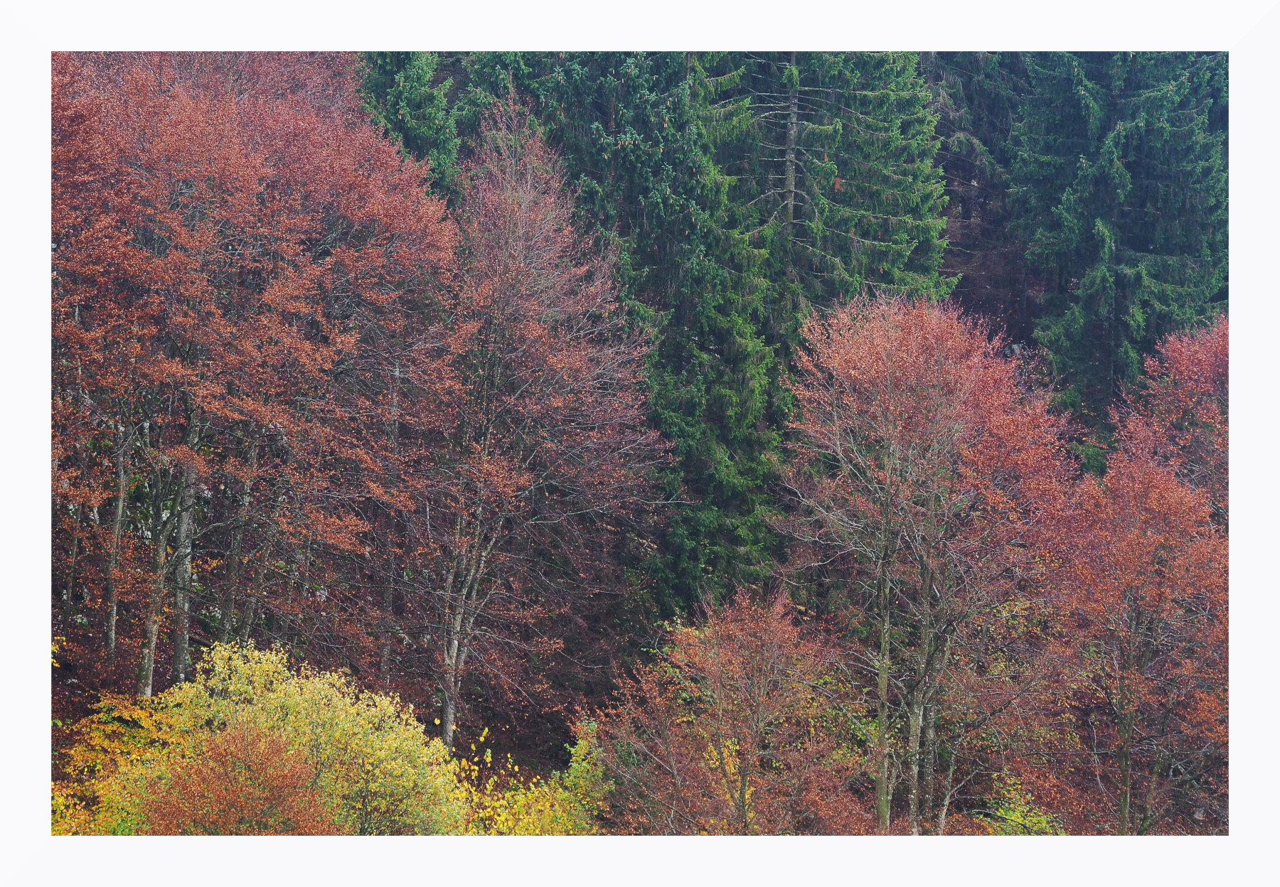 Bosco misto d'autunno