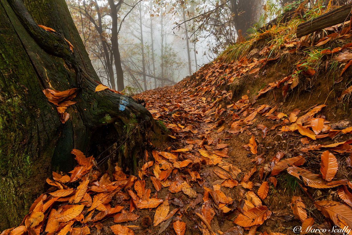 Radice del sottobosco