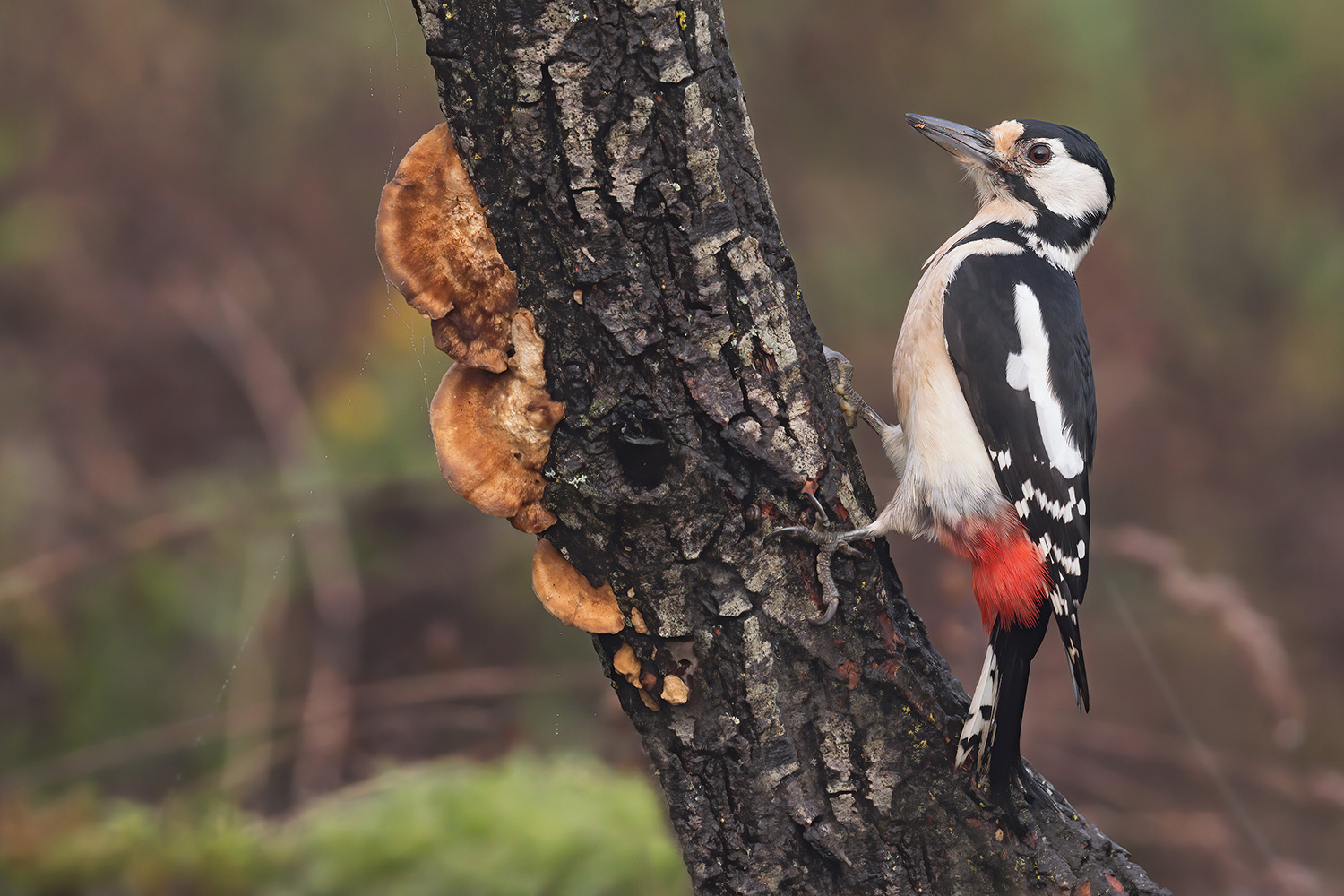 picchio rosso maggiore