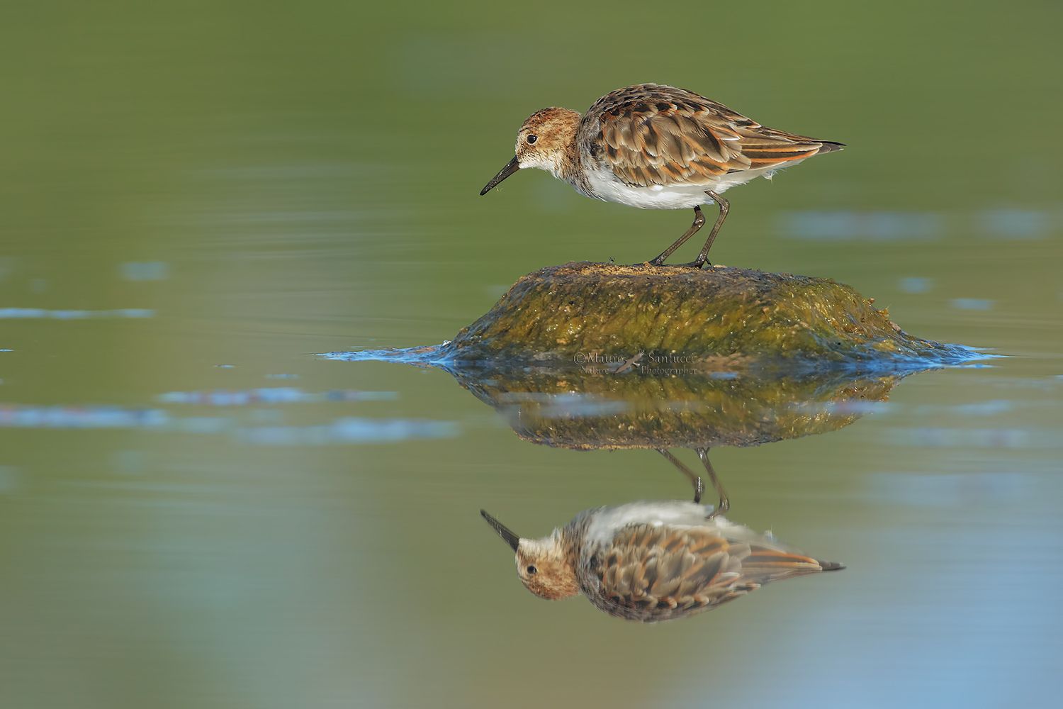 Gambecchio-comune_DSC8123