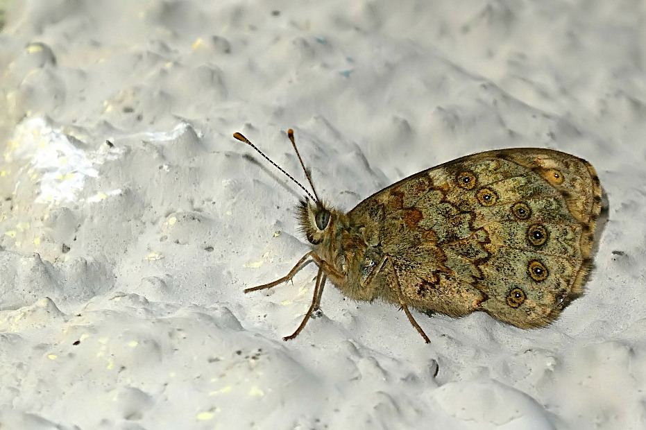 *** Farfalla delle nevi ***