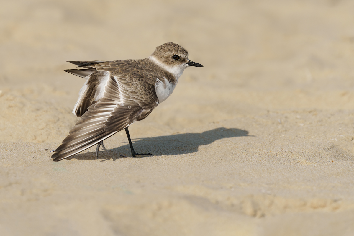 Fratino (Charadrius alexandrinus)