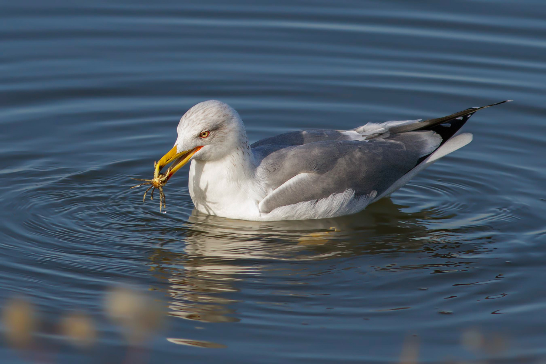 Gabbiano reale e il suo pasto