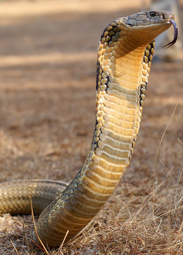 king cobra