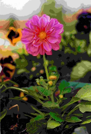 FIORE  LEGGERMENTE ACQUERELLATO.  Copyright 2004  Fiumana Carlo