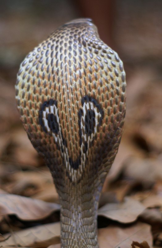 back hood Naja naja