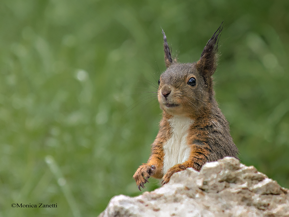 Chi spunta? Sempre ACHILLE